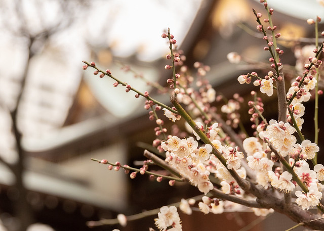 Plum blossom（At Yushima Tenjin,Tokyo)