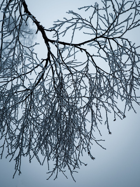 Close up on Frosted Branch