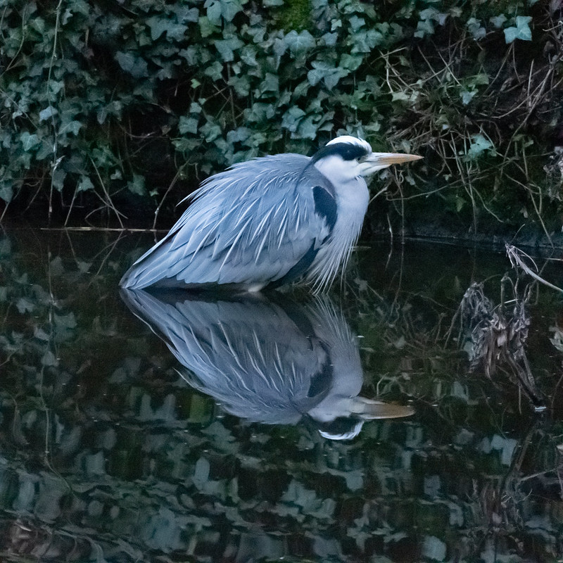 Heron, canal edge, Aldersley Junction