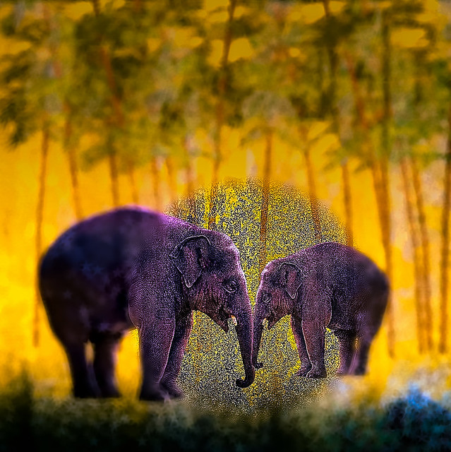 A712 Elefanten