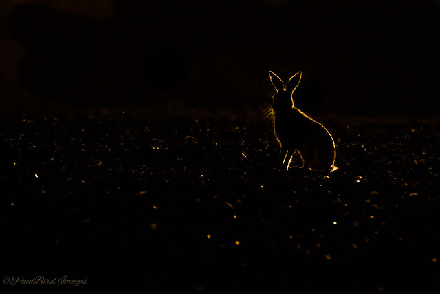 Back lit Hare