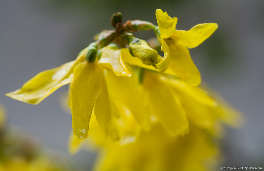 Forsythia in rain and wind