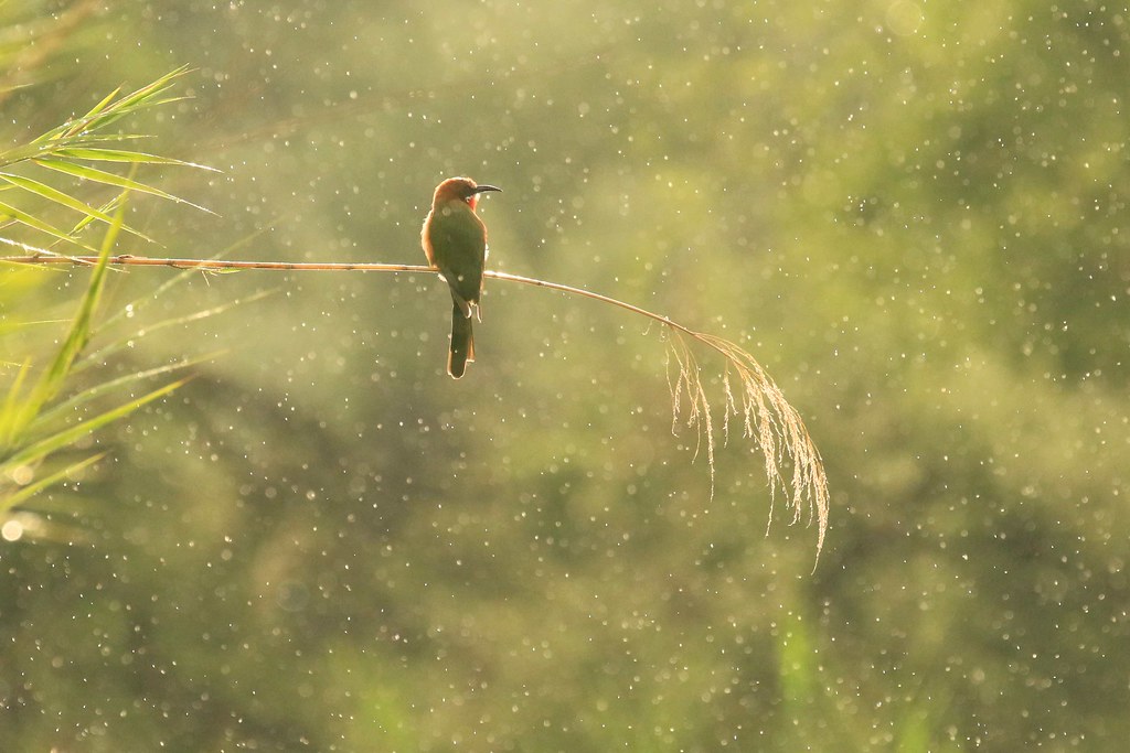 bee-eater in the rain.