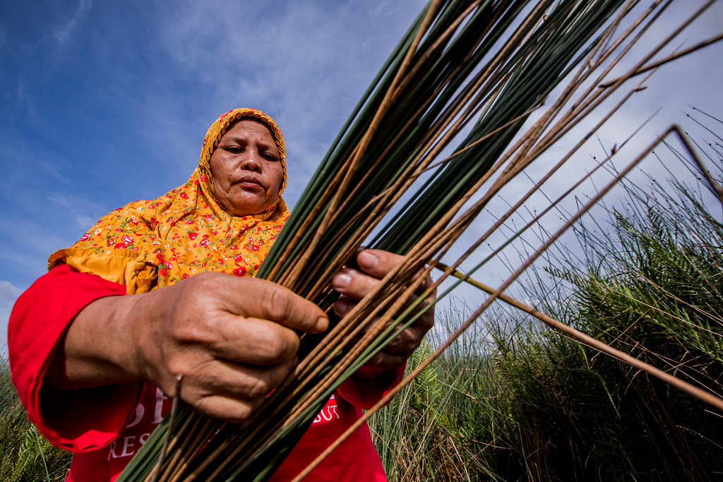 Women in Perigi Village routinely harvest Purun to make plaited mats.
