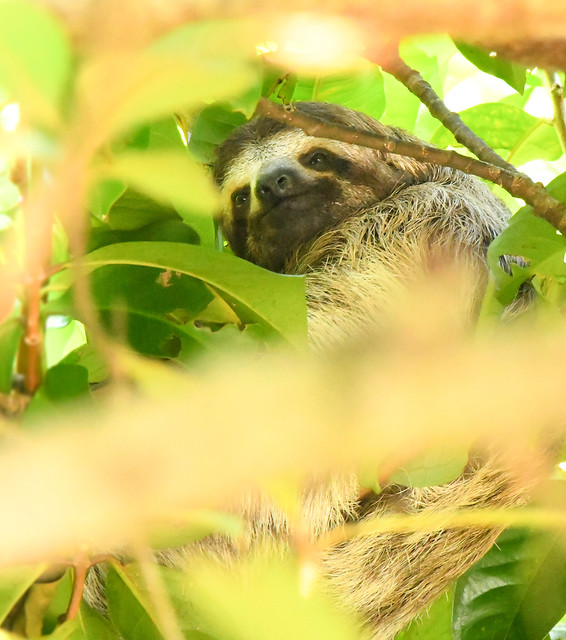 Three-Toed Sloth - Manuel Antonio National Park, Costa Rica