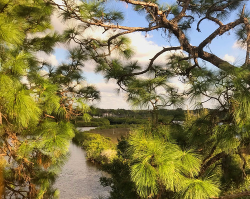 view landscape lake trees pine florida gulfcoast sky clouds water tarponsprings
