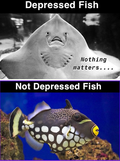 Have some bad fish puns y’all