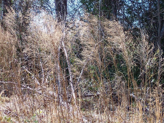 Tall Grass And Weeds.