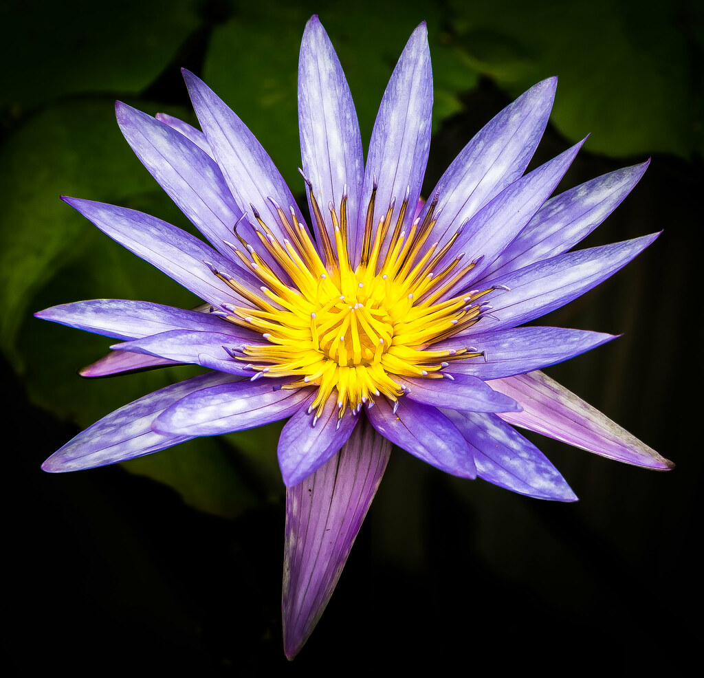 Water Lily - Chiang Mai | OLYMPUS DIGITAL CAMERA | Flickr