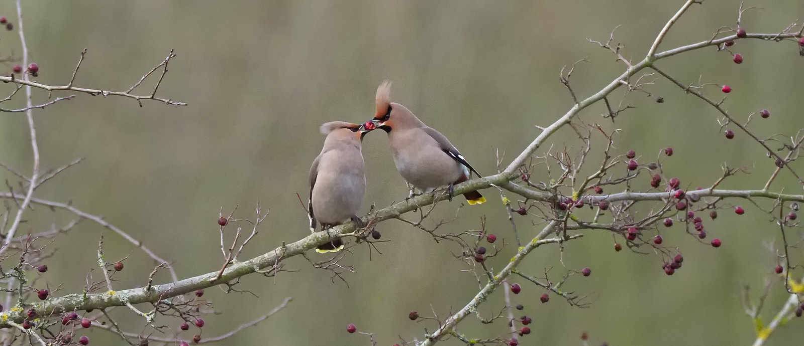 Waxwing - a shared treat - distant but interesting...