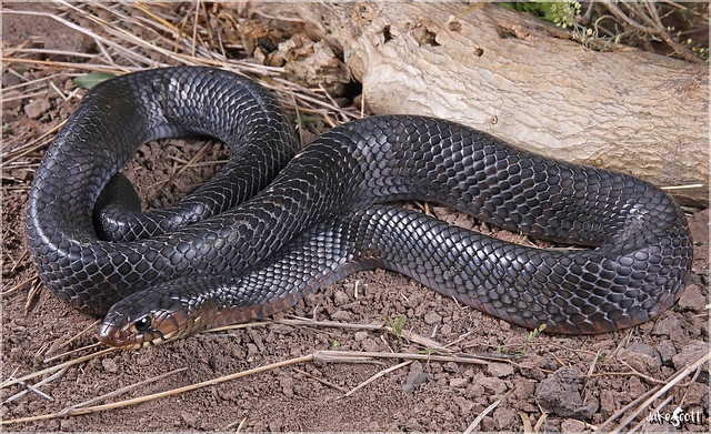 Texas Indigo Snake (Drymarchon melanurus erebennus)