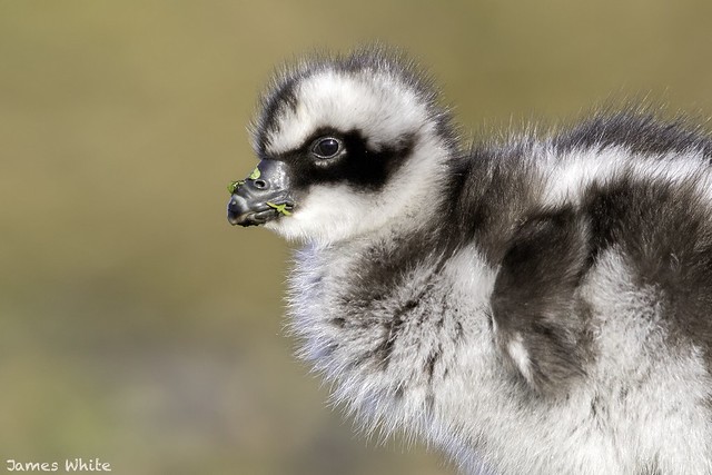 Cape Barren gosling