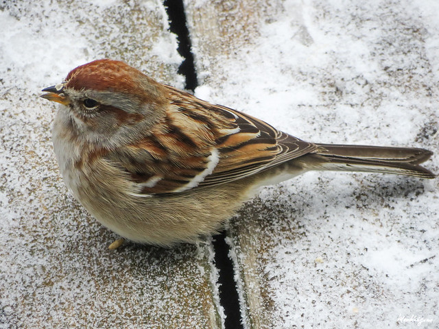 Sparrow - Moineau