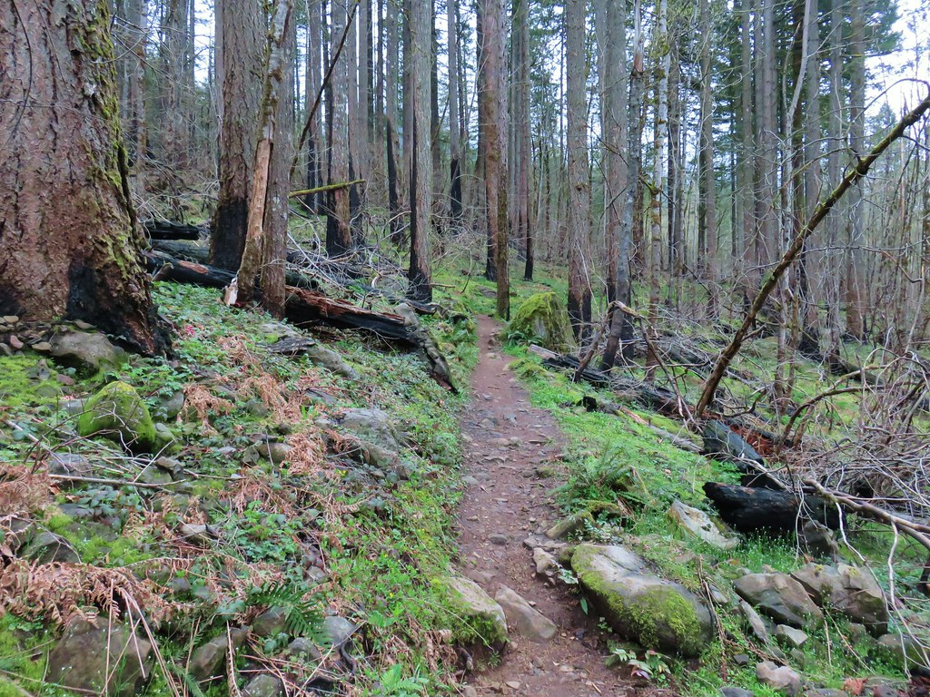 Pacific Crest Trail in the Eagle Creek Fire scar