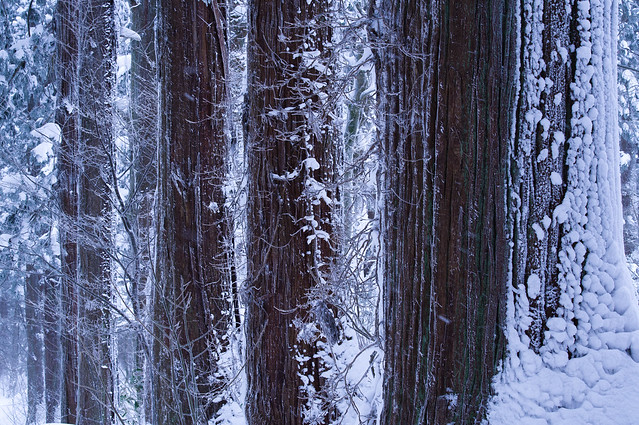 厳冬の羽黒山杉並木