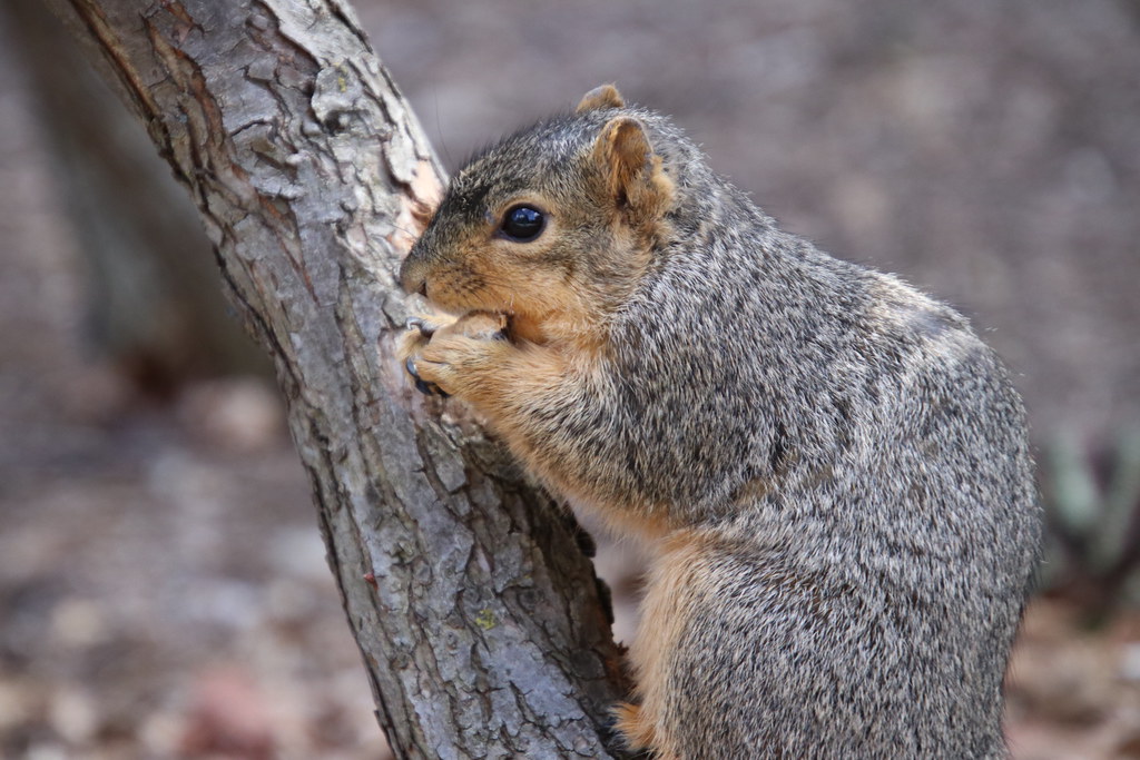 Fox Squirrels on a Warm, Spring Day at the University of Michigan - April 9th, 2019