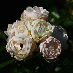 Royal Rose Gardens.