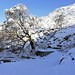 Himachal First Snowfall