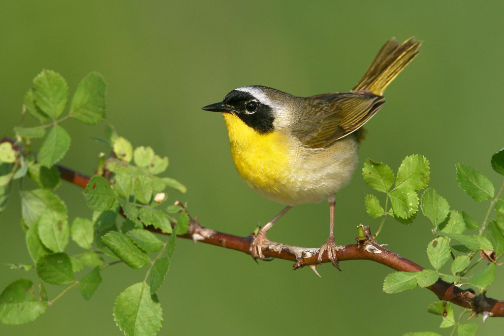 Common Yellowthroat - Northern Ohio