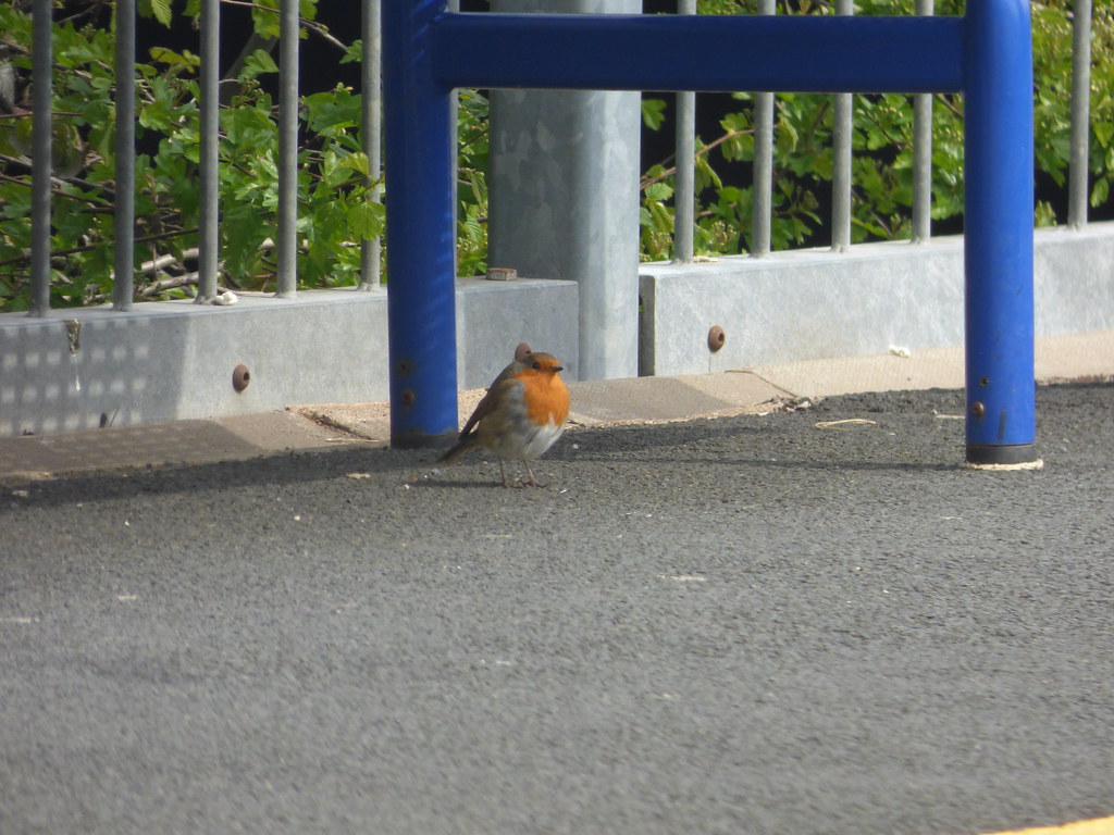 Robin waiting for a train at Warwick Parkway Station
