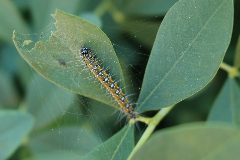 Caterpillar on a chewed leaf that is tied to two other leaves with dozens of thin silk strands.