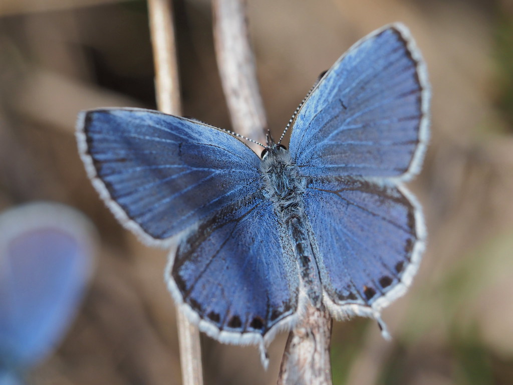 Everes argiades butterfly (short-tailed blue, ツバメシジミ)