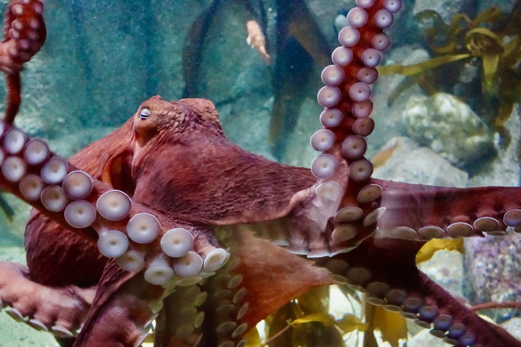 octopus