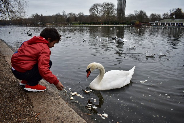 Swan love childrens