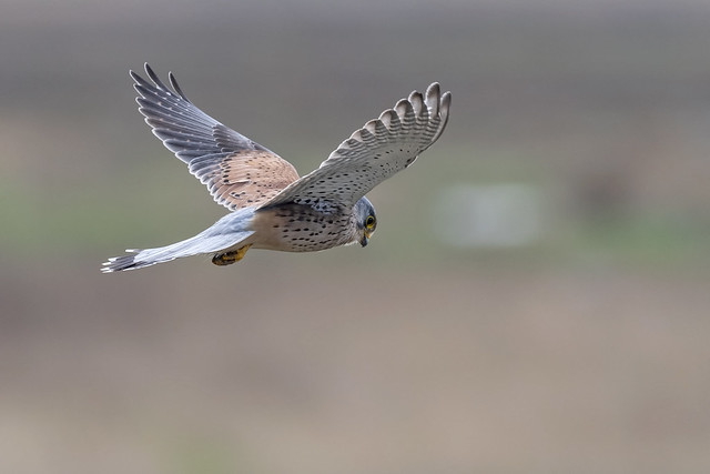 Kestrel on a quiet day at Parkgate