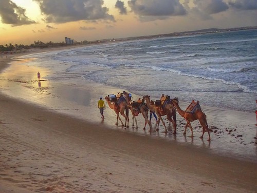 Dromedaries at Sunset - Brazil by sileneandrade10, Art Week Gallery Group: Summer Days Week II
28/08/2019
Photo Editing - Photo Art
HDR - Effects
Softw
