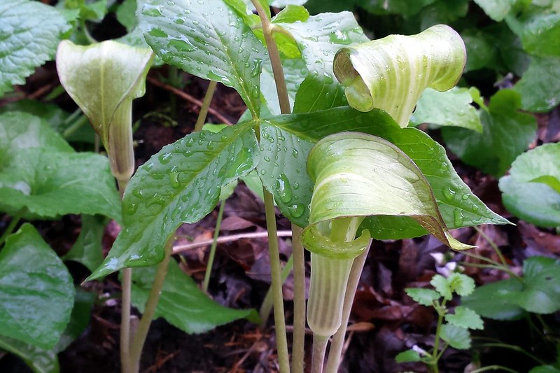 3 jack-in-the-pulpits blooming.