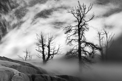 clouds fog geothermal ice mist nationalpark tree winter wyoming yellowstone
