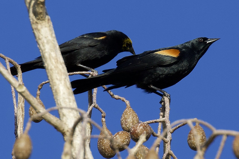 Tawny-shouldered Blackbird, Agelaius humeralis Ascanio_Cuba 1 199A3718