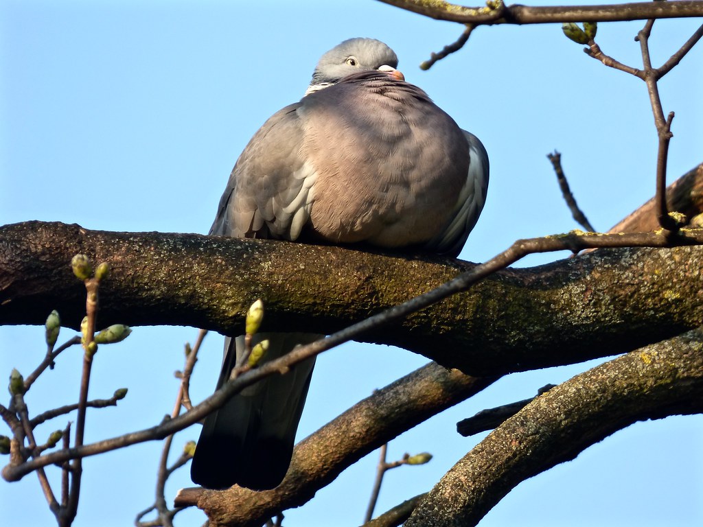 Perky Puffed up Pigeon