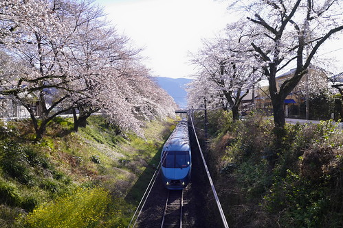 山北駅付近の桜並木をくぐる小田急ロマンスカー特急「ふじさん」号