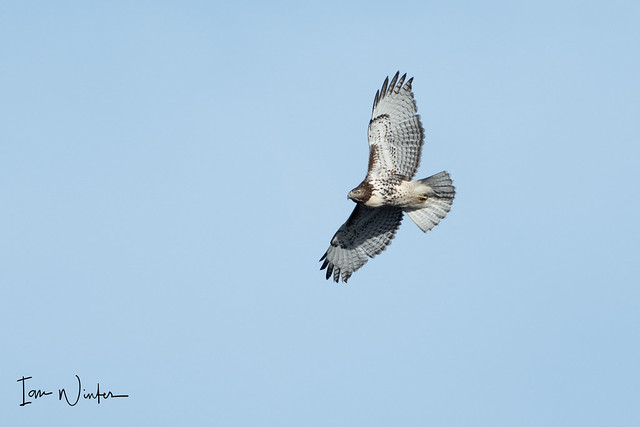 Red-tailed Hawk-19-031