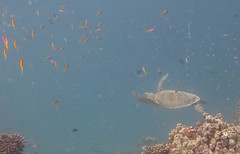 A Sea turtle already in the beginning of the dive