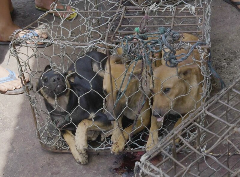 Dogs in cages at Indonesia's markets