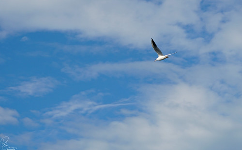 nature view sky animal bird birds cloud blue seagull