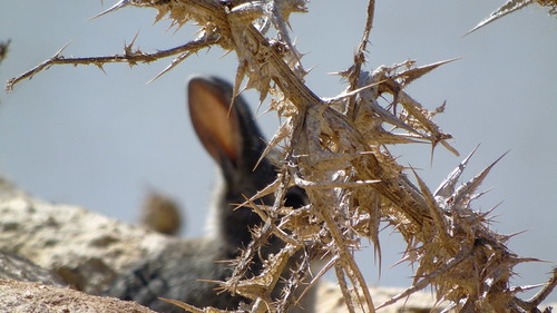 Conejo | by Br_Gim