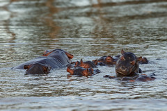 Hippo Family Group