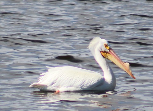 american_white_pelican