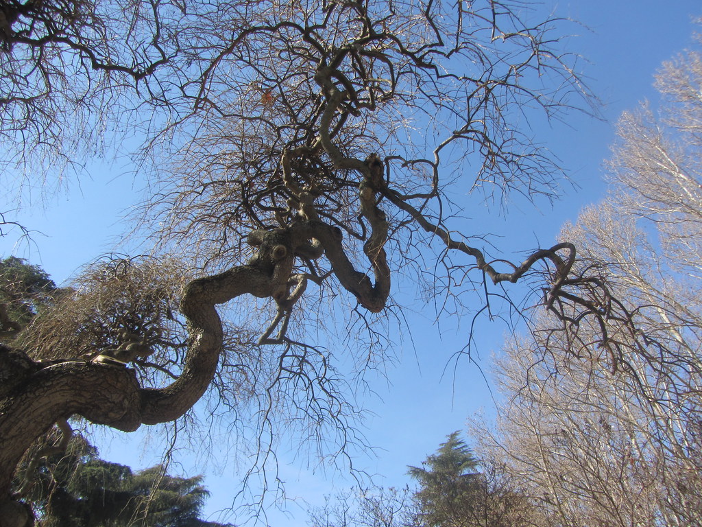 Branches wriggling across the sky, Parque del Oeste, Madrid