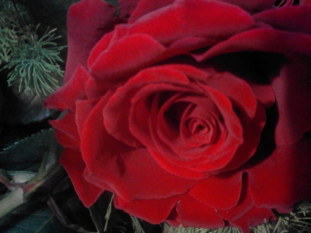 Beautiful Rose. | Amazing Red Rose. | Gosia Glownia | Flickr