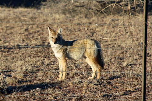 coyote prescottnationalforest yavapaicounty arizona