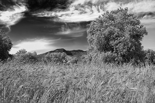 landscape blackandwhite bnw blackandwhitephotograpjy monochrome monochromatic nature olivetrees aydin turkey