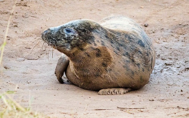 Grey Seal (Muddy)-Donna Nook Reserve
