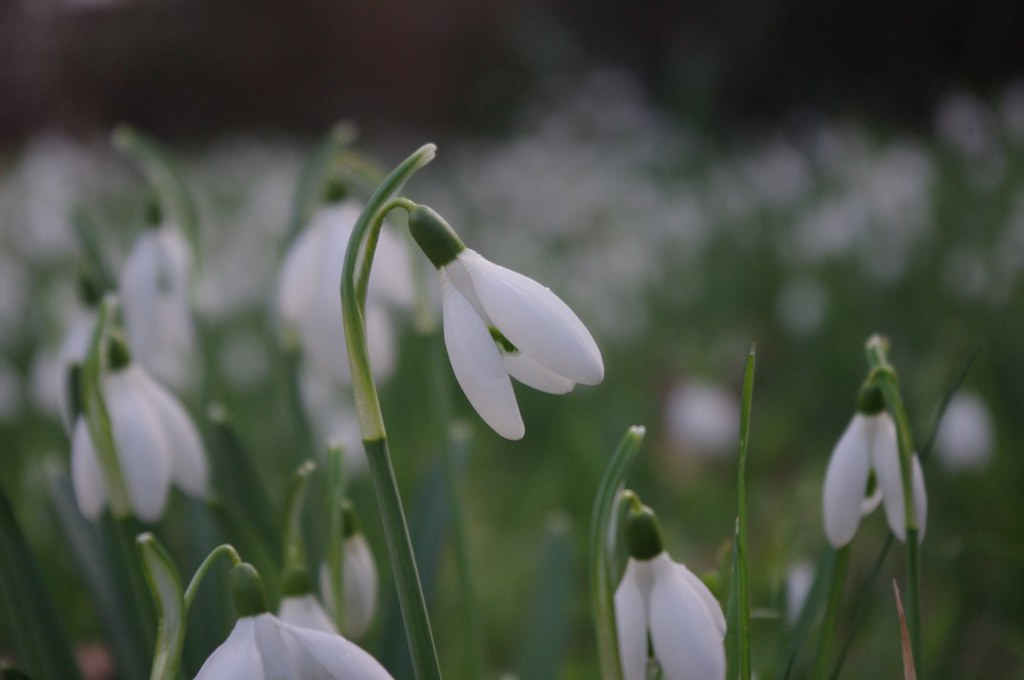 Snowdrops - signs of spring