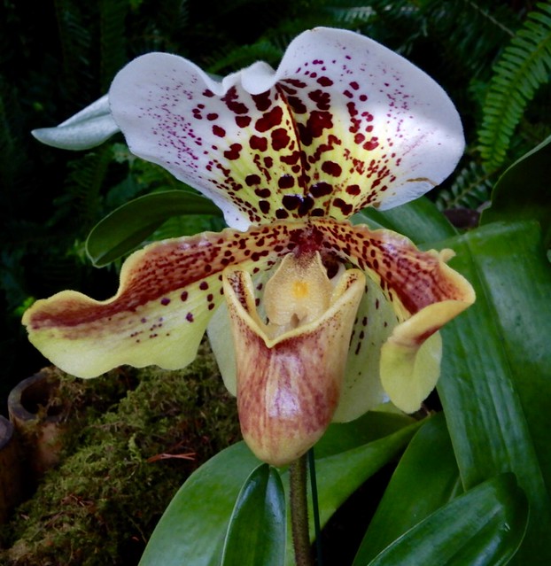Lady’s slipper orchid