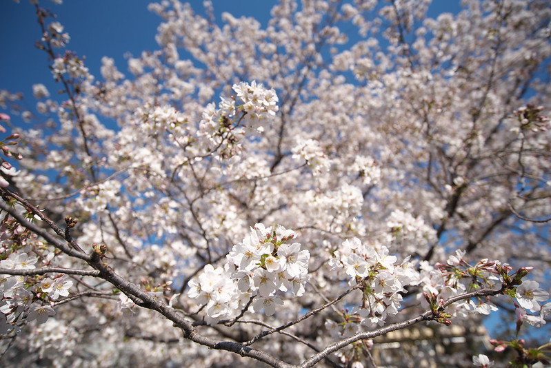 西尾久一丁目児童遊園の桜